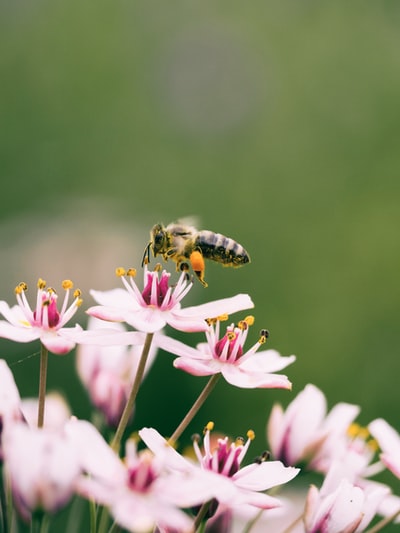 蜜蜂在花上的浅聚焦摄影